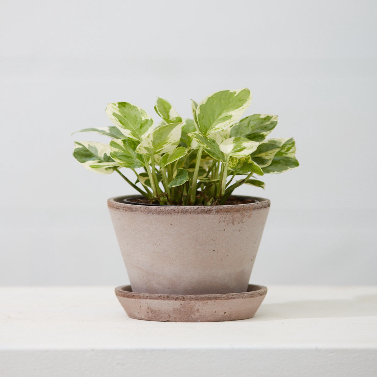 4.7 Inch BERGS POTTER 'JULIE' GREY