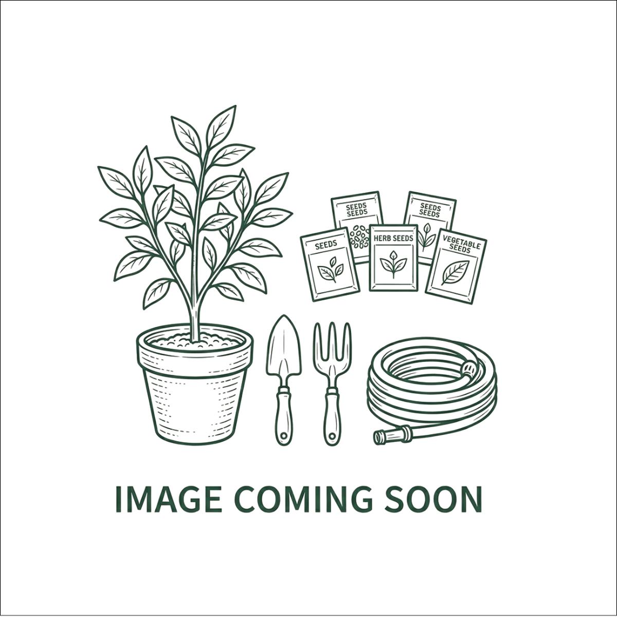 38cm OVAL BONSAI GREEN SAUCER